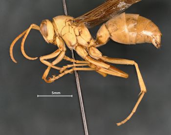Media type: image;   Entomology 33161 Aspect: habitus lateral view